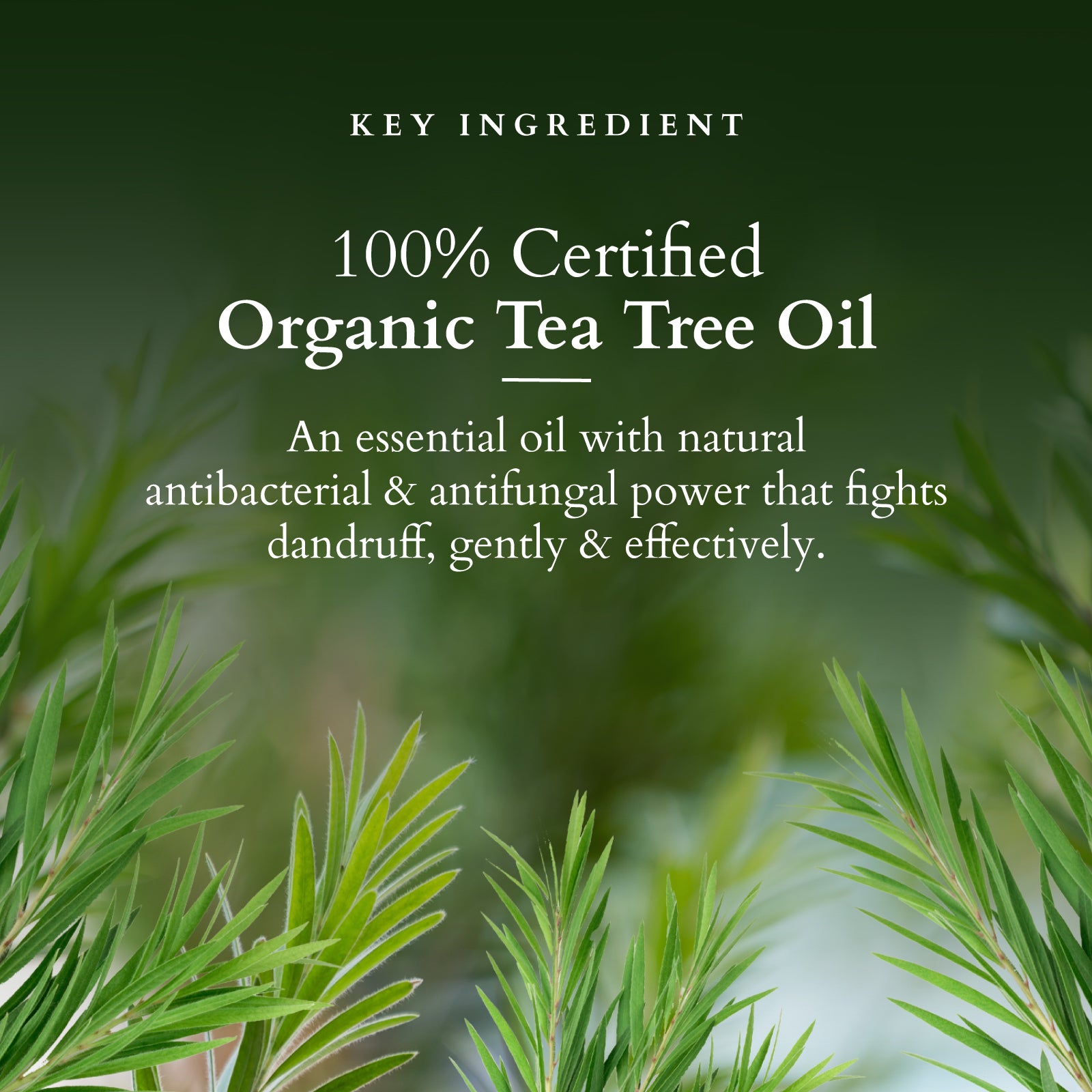 Organics+ Chemical-Free Anti-Dandruff Shampoo