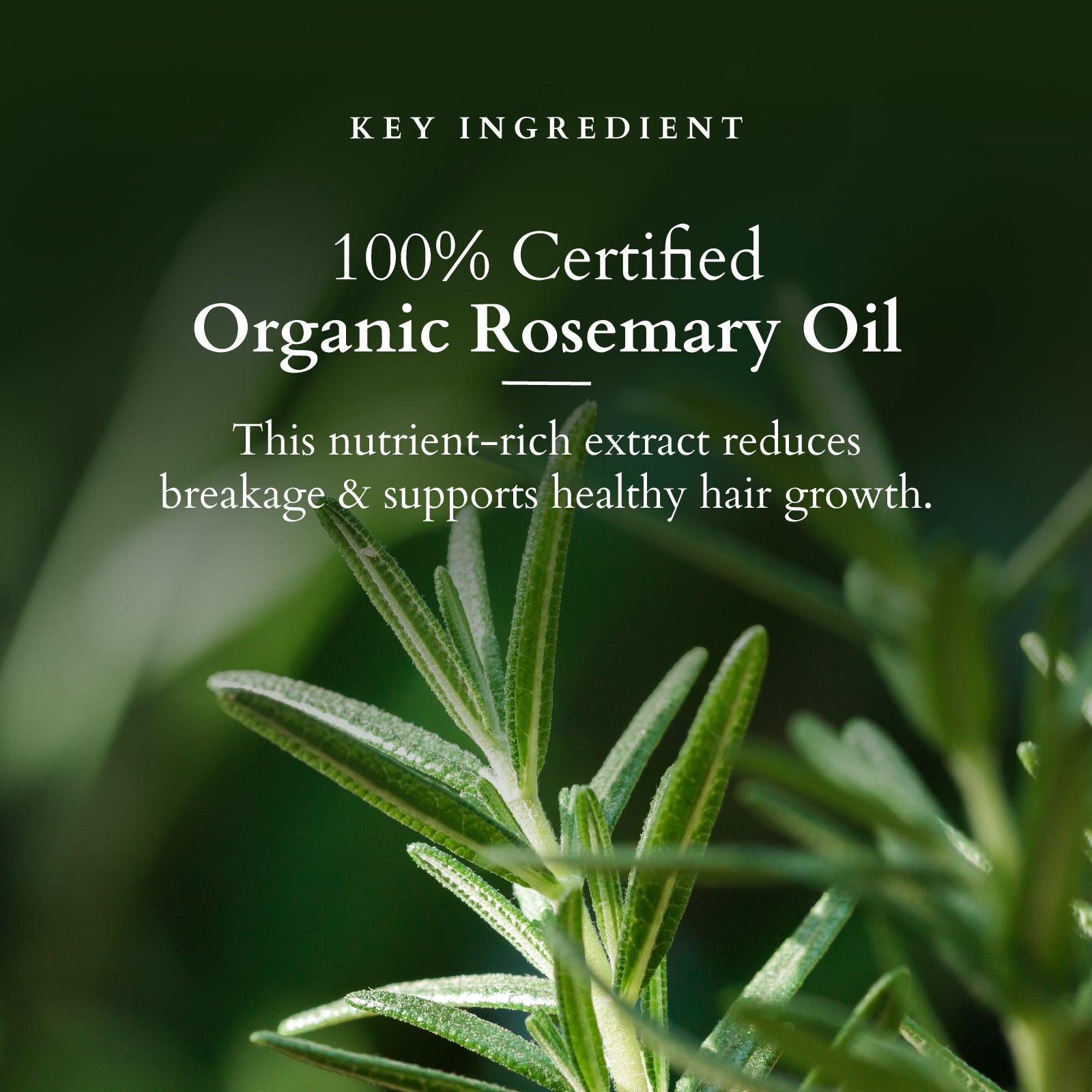 Organics+ Hair Fall Control Multi Herbs Oil