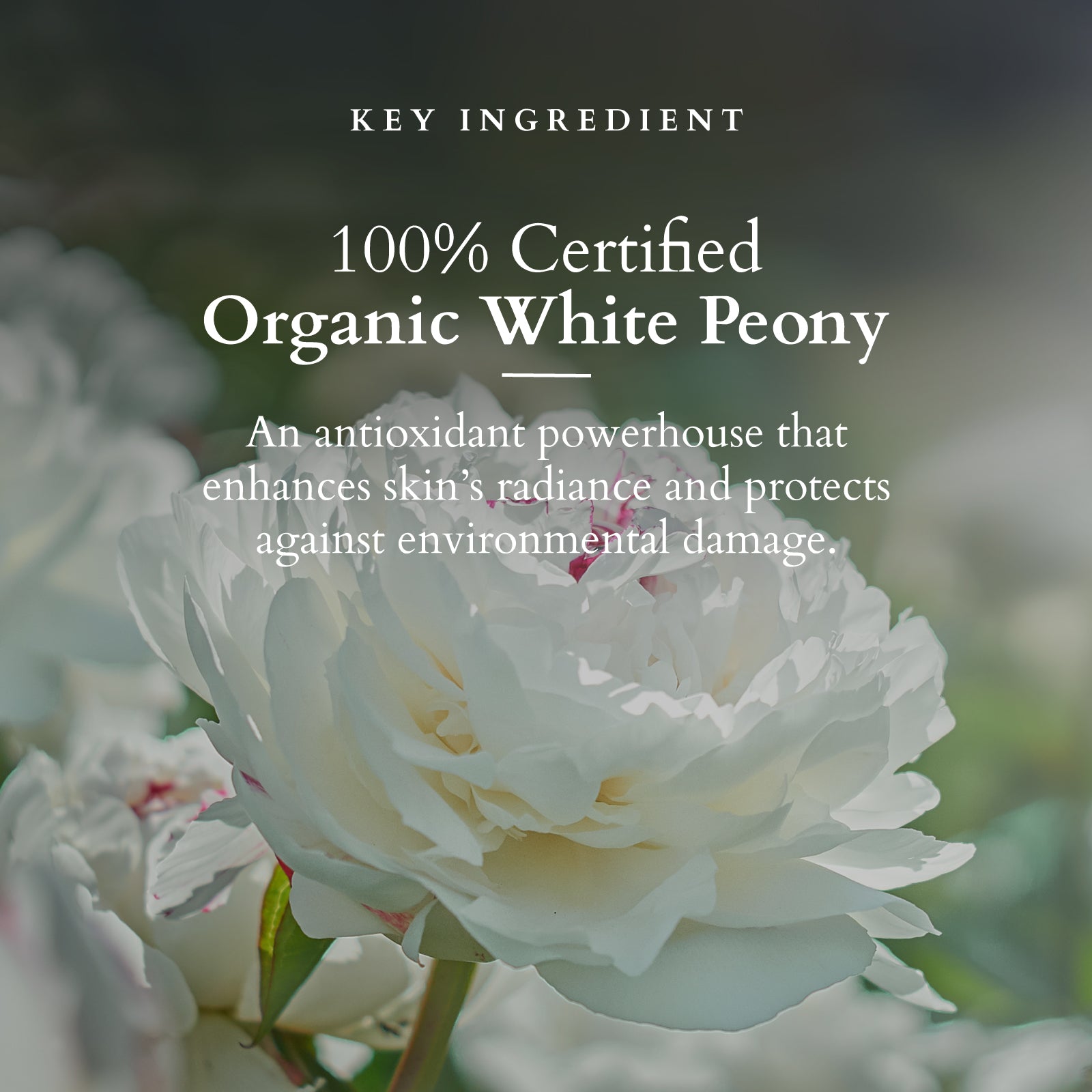 Precious Brightening Facial Kit