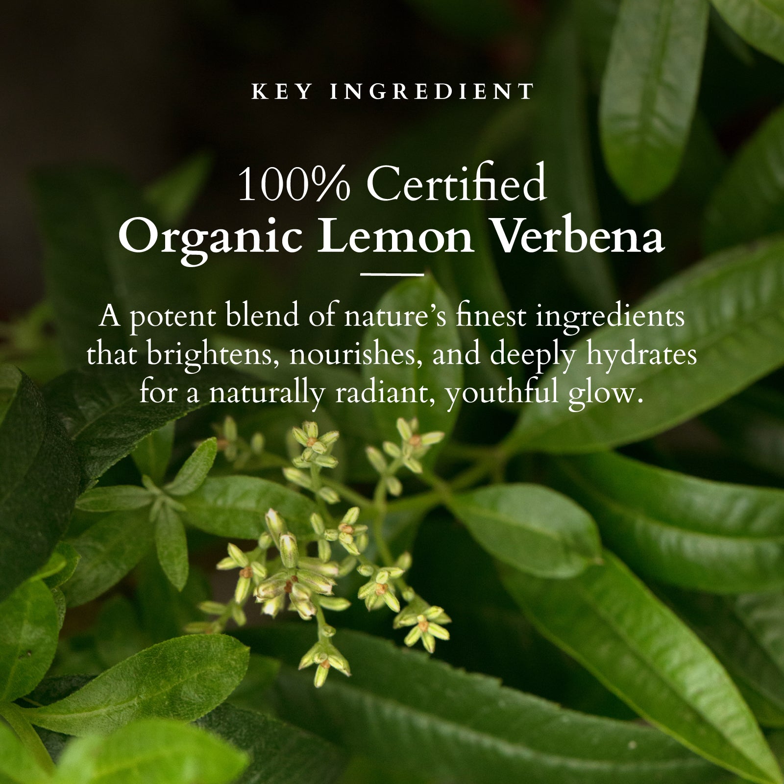 Organics+ Vitamin-C Radiance Booster Cleanser