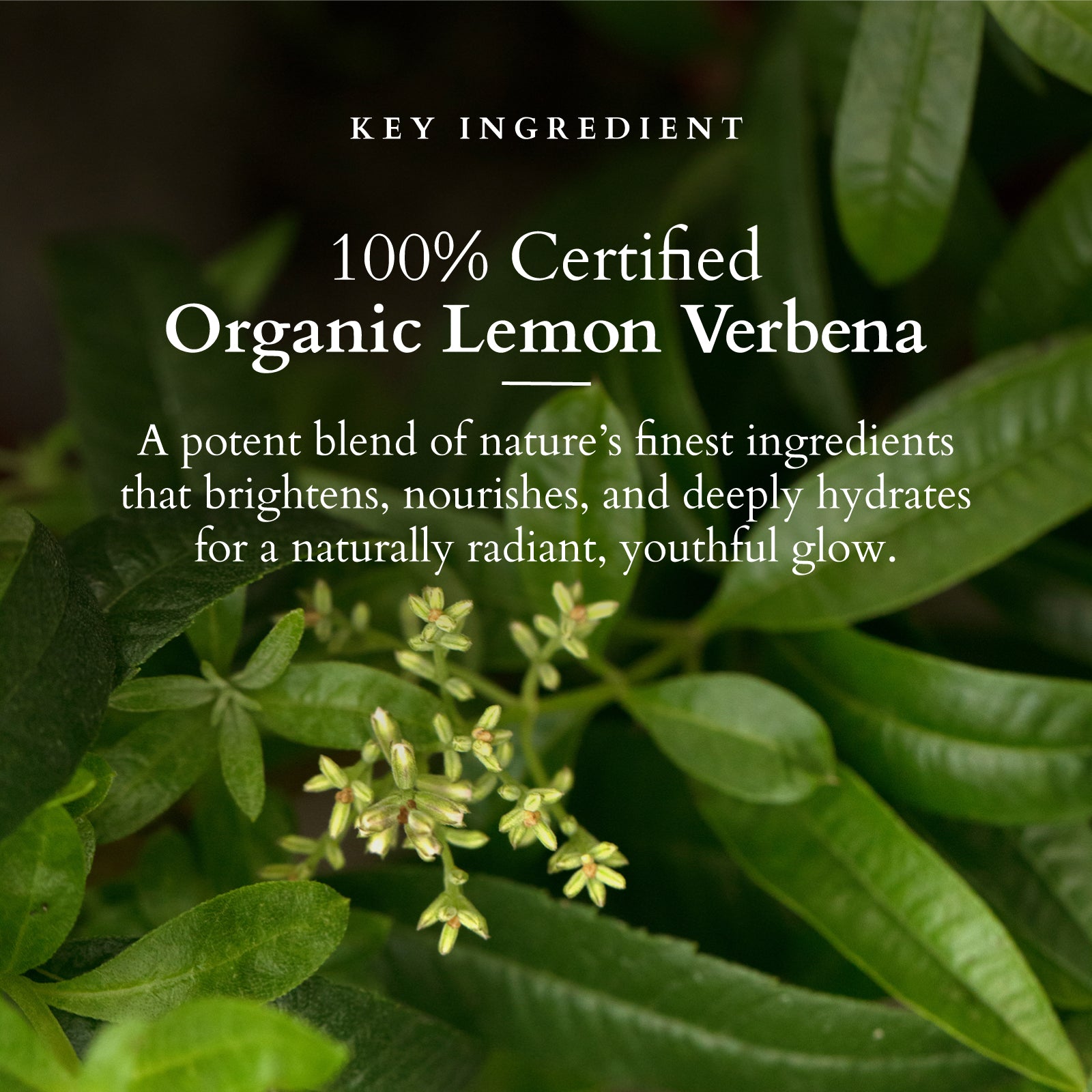 Organics+ Vitamin-C Radiance Booster Serum