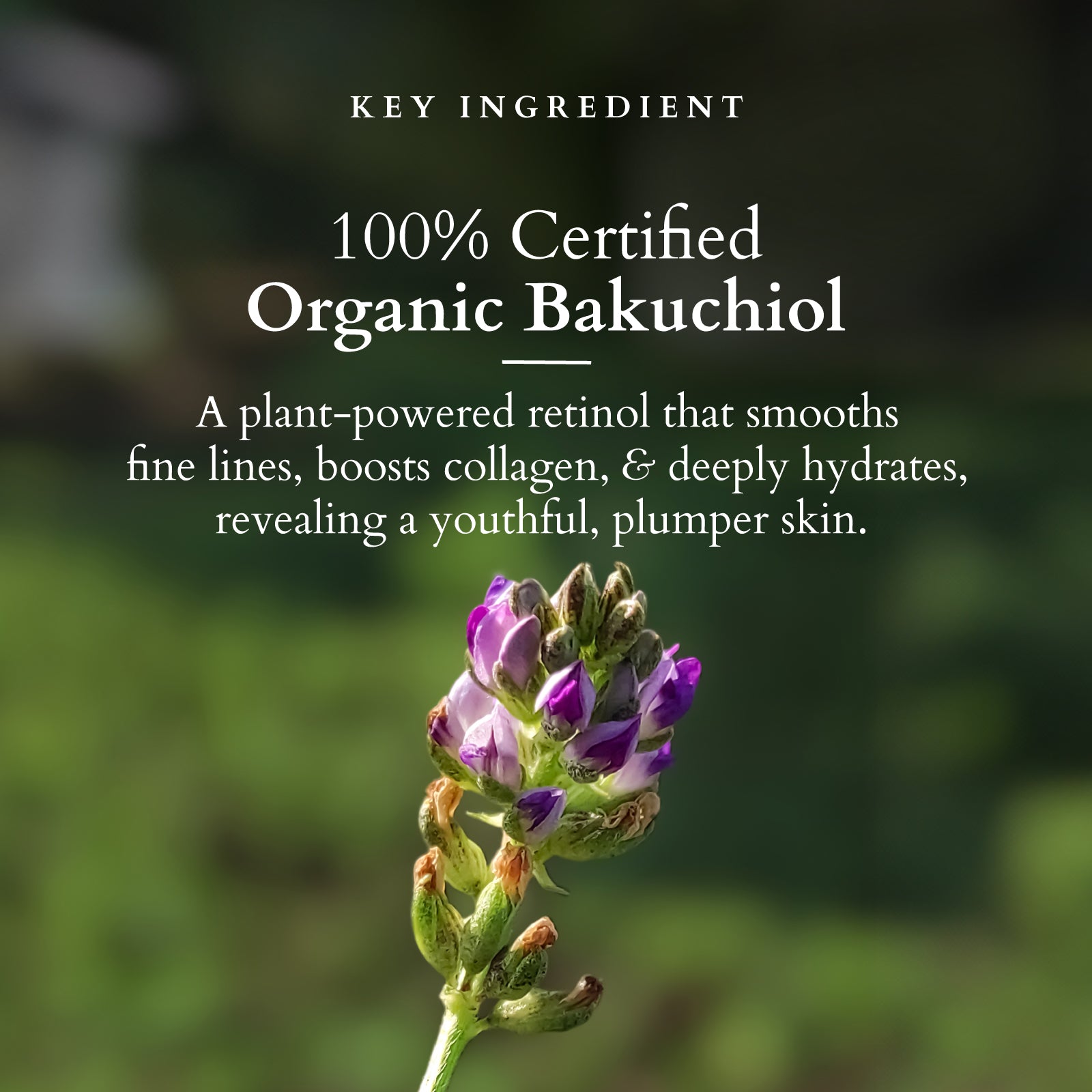 Bakuchiol Plant Retinol Oil to Foam Cleanser