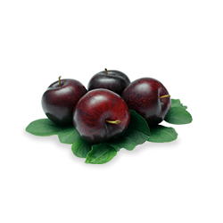 Black Plum