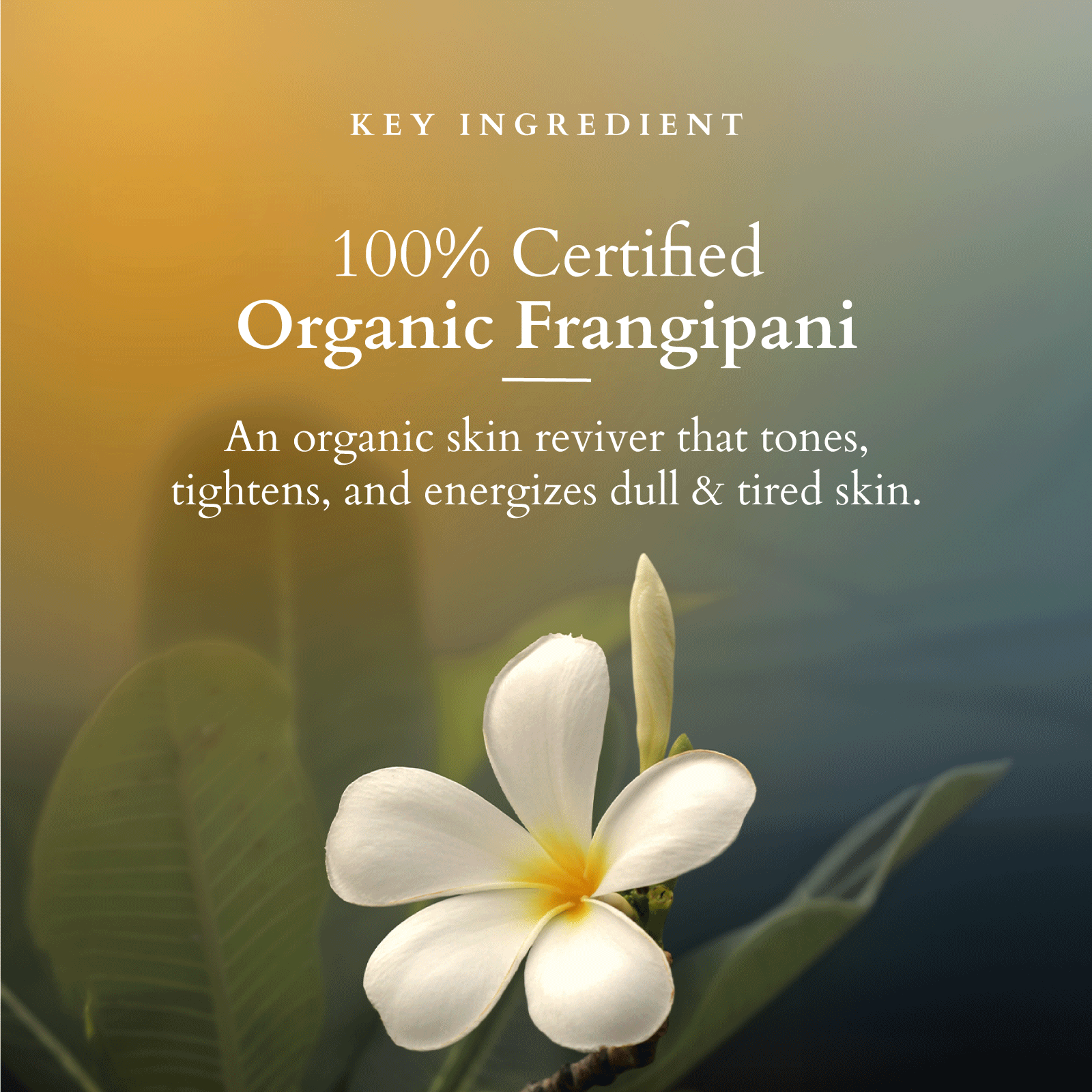 Organics+ Pristine Purifying Face Wash