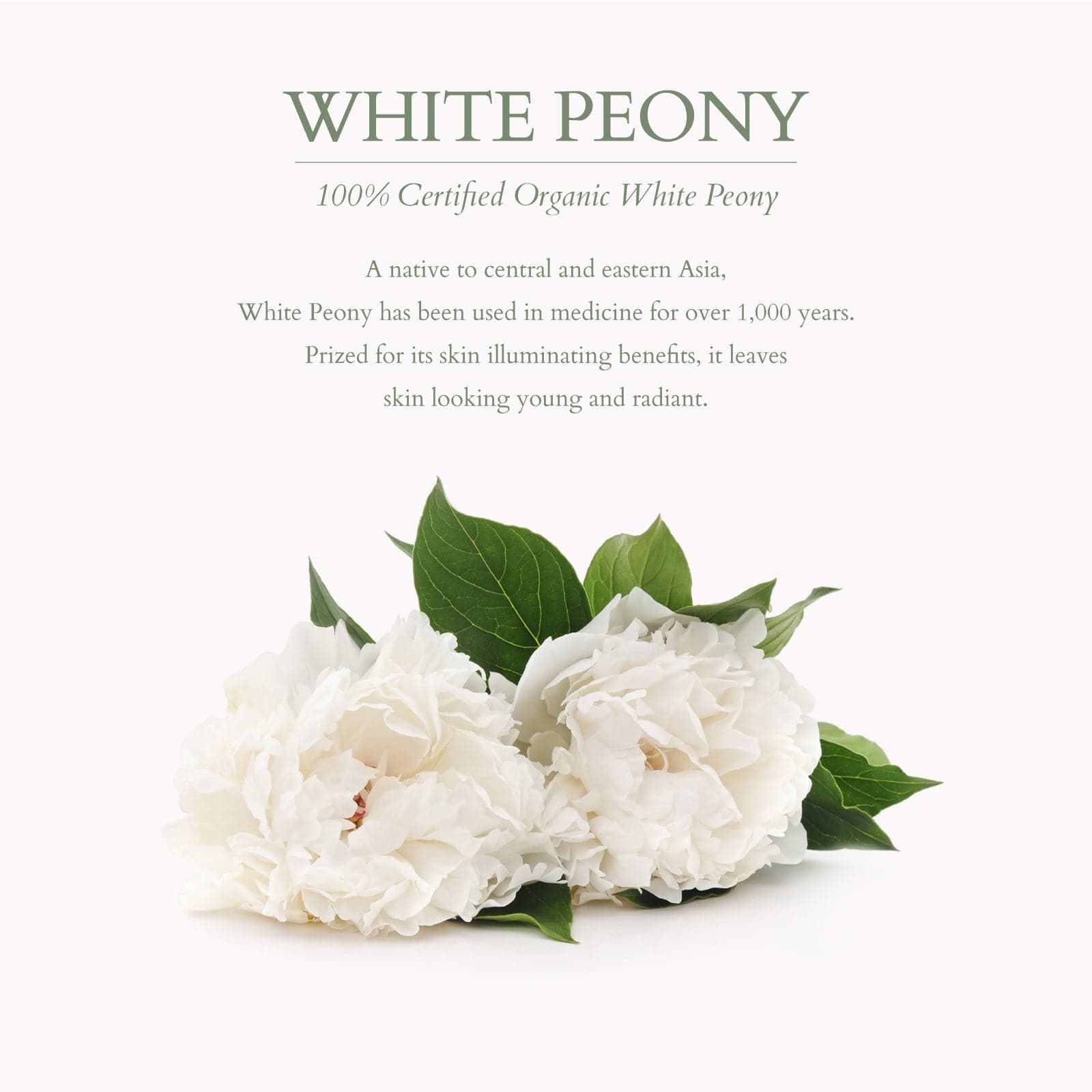 Precious Brightening Glow Discovery Set - Lotus Organics